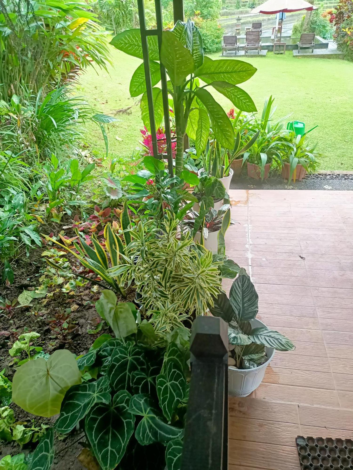 Amartya Puri Green Cottages Munduk  Exterior photo
